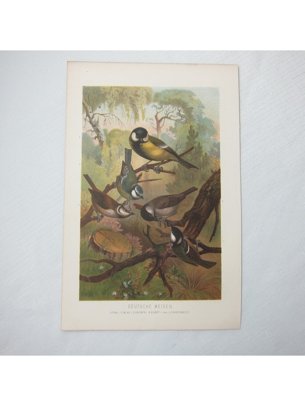 Antique Bird Print Lithograph German Titmouse Birds Ornithology 1882 RARE